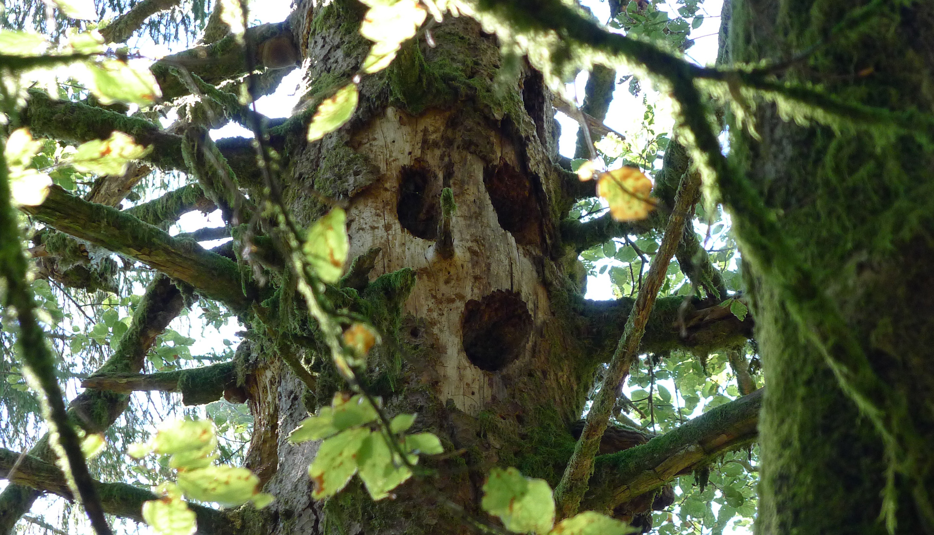 l'homme-de-bois-1